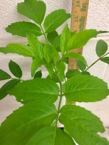 Elderberry Live Plant - Sambucus Nigra - 4-8" Tall - Hardy Fruit Shrub for Edible Gardens - Image 8