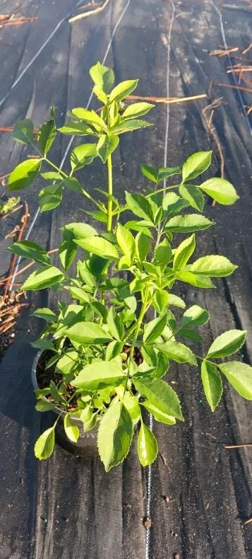 Elderberry Live Plant - Sambucus nigra - 4-8" Tall Hardy Fruit Shrub for Outdoor Edible Gardens - Image 8