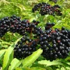 Elderberry Live Plant - Sambucus nigra - 4-8" Tall Hardy Fruit Shrub for Outdoor Edible Gardens - Image 1