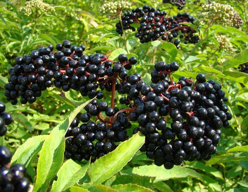 Elderberry Live Plant - Sambucus nigra - 4-8" Tall Hardy Fruit Shrub for Outdoor Edible Gardens - Image 1