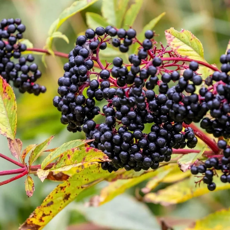 Elderberry Tree Live Plant - 4 inch Tall Starter, Fruit-Bearing Shrub for Edible Gardens, Outdoor - Image 2