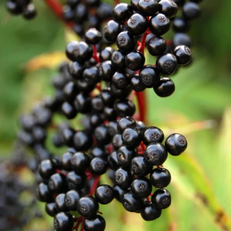 Elderberry Tree Live Plant - 4 inch Tall Starter, Fruit-Bearing Shrub for Edible Gardens, Outdoor - Image 1