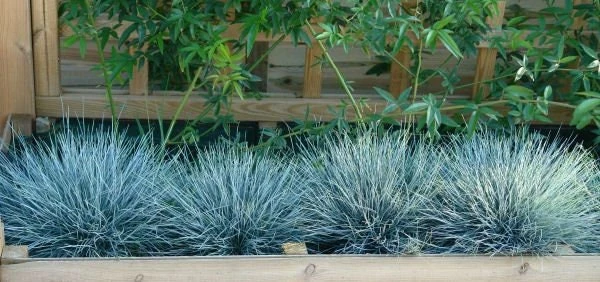 Elijah Blue Fescue Grass Live Plant - Perennial Ornamental - 1 Plant - Image 1
