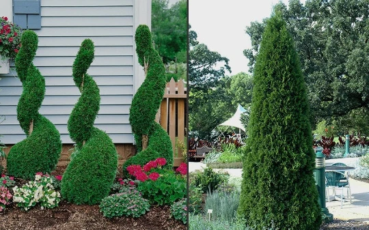 Emerald Green Arborvitae Live Plant – 2.5-inch Pot – Outdoor Evergreen - Image 1
