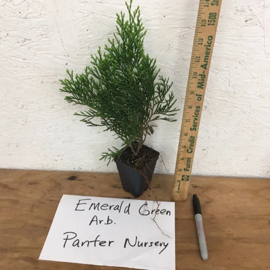 Emerald Green Arborvitae Live Plant – Thuja occidentalis – 4 inch Pot – Outdoor Evergreen Shrub - Image 2