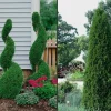 Emerald Green Arborvitae Live Plant – Thuja occidentalis – 4 inch Pot – Outdoor Evergreen Shrub - Image 1