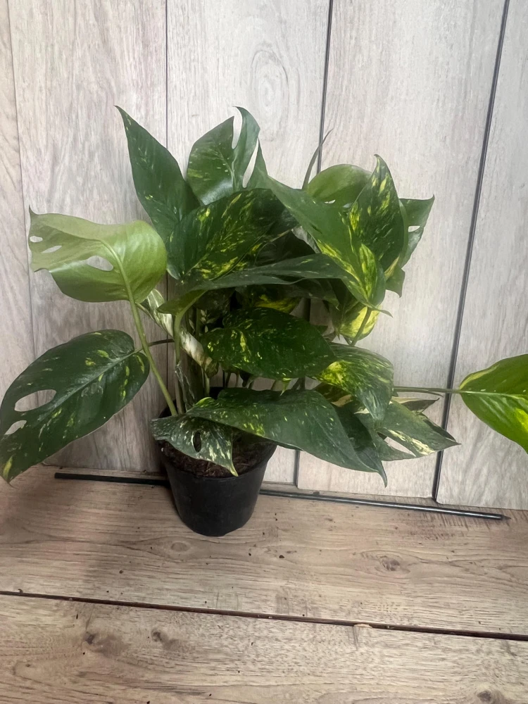 Epipremnum aureum 'Yellow Sunrise' Pothos Live Plant – 6" Pot – Indoor - Cannot ship to CA - Image 2