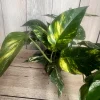 Epipremnum aureum 'Yellow Sunrise' Pothos Live Plant – 6" Pot – Indoor - Cannot ship to CA - Image 1
