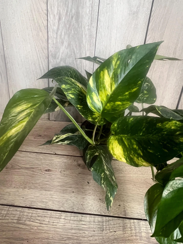 Epipremnum aureum 'Yellow Sunrise' Pothos Live Plant – 6" Pot – Indoor - Cannot ship to CA - Image 1