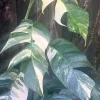 Epipremnum Pinnatum Albo Variegated Live Plant – 4 inch Pot – Indoor - Cannot ship to CA - Image 1