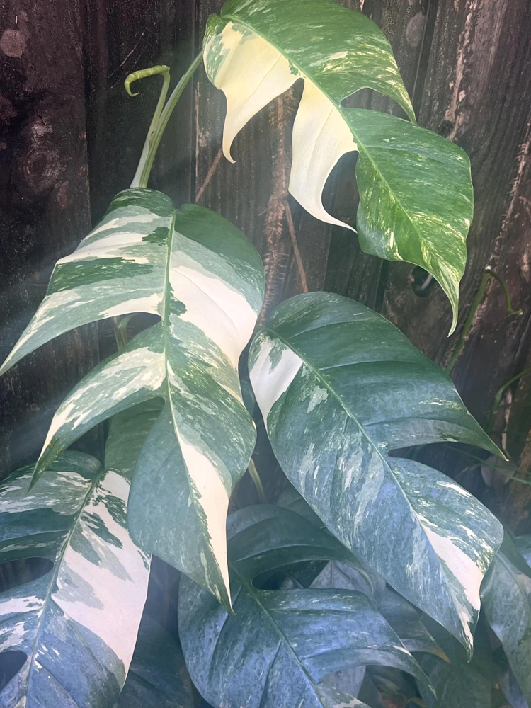Epipremnum Pinnatum Albo Variegated Live Plant – 4 inch Pot – Indoor - Cannot ship to CA - Image 1