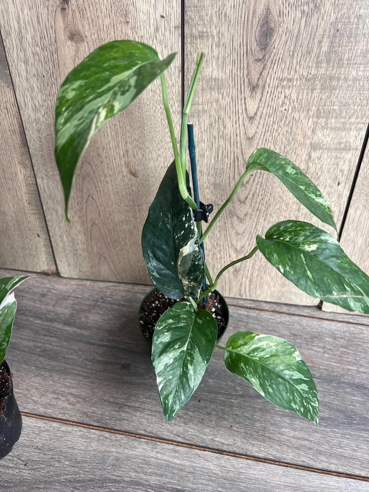 Epipremnum Pinnatum Albo Variegated Live Plant – 4 inch Pot – Indoor - Cannot ship to CA - Image 2