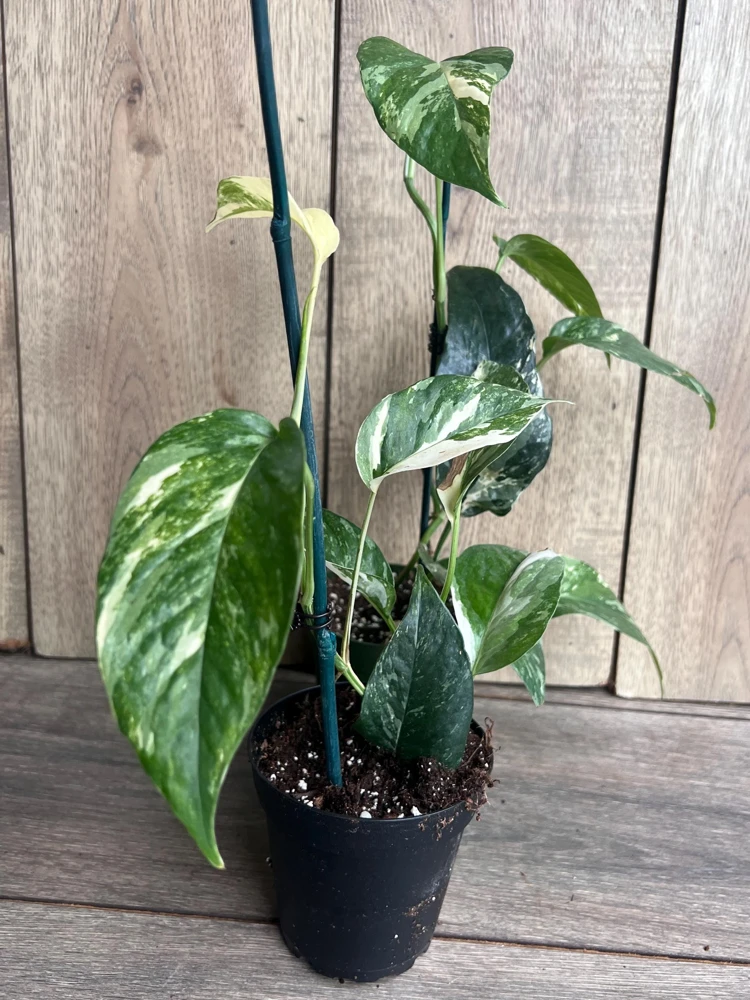 Epipremnum Pinnatum Albo Variegated Live Plant – 4 inch Pot – Indoor - Cannot ship to CA - Image 3