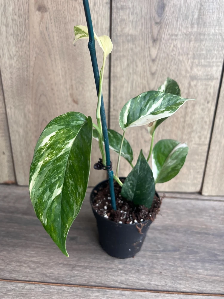 Epipremnum Pinnatum Albo Variegated Live Plant – 4 inch Pot – Indoor - Cannot ship to CA - Image 4