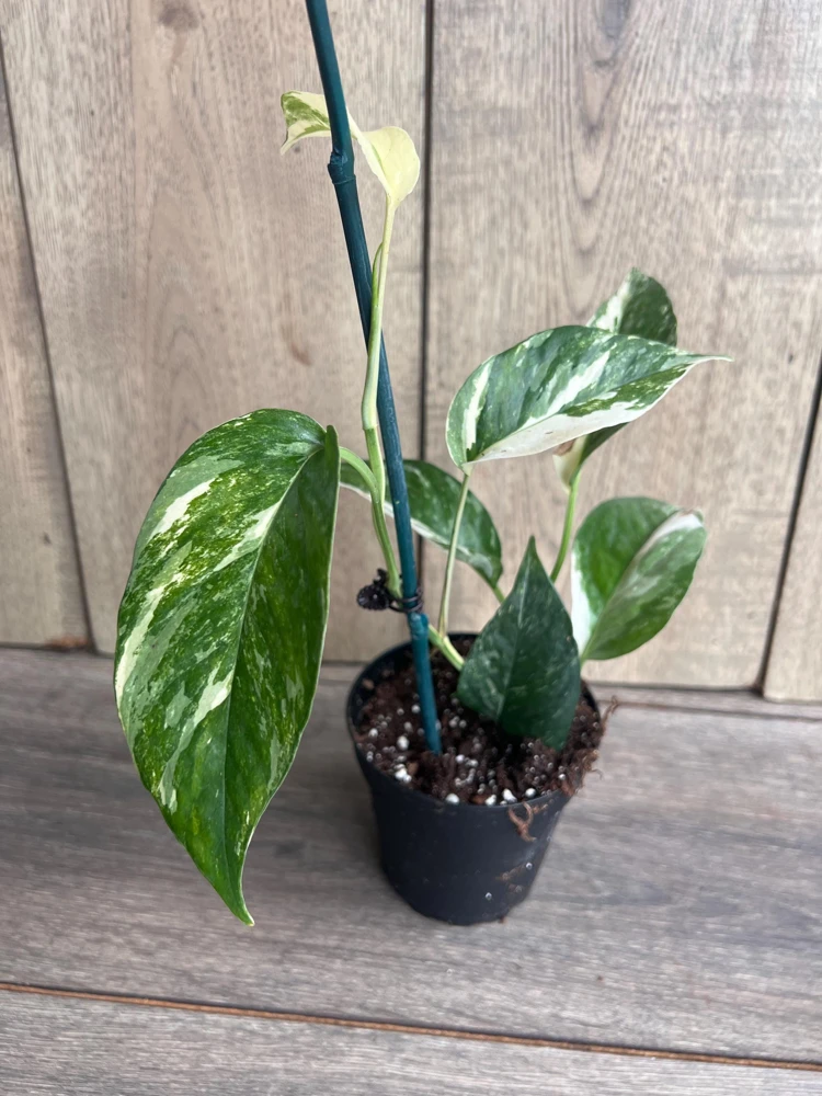 Epipremnum Pinnatum Albo Variegated Live Plant – 4 inch Pot – Indoor - Cannot ship to CA - Image 5