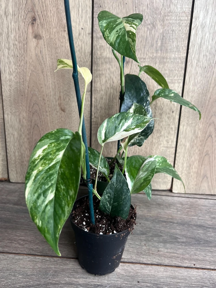 Epipremnum Pinnatum Albo Variegated Live Plant – 4 inch Pot – Indoor - Cannot ship to CA - Image 6