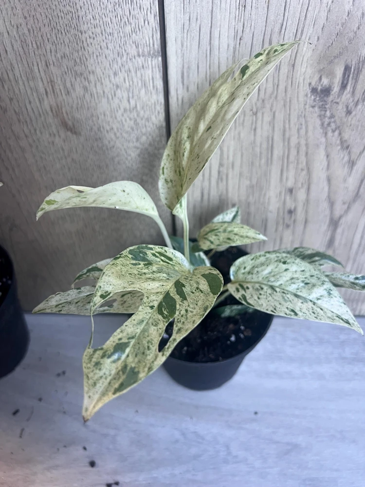 Epipremnum Pinnatum Marble Variegated Live Plant - 4 inch Pot Indoor - Cannot ship to CA - Image 2