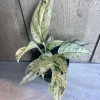 Epipremnum Pinnatum Marble Variegated Live Plant - 4 inch Pot Indoor - Cannot ship to CA - Image 1