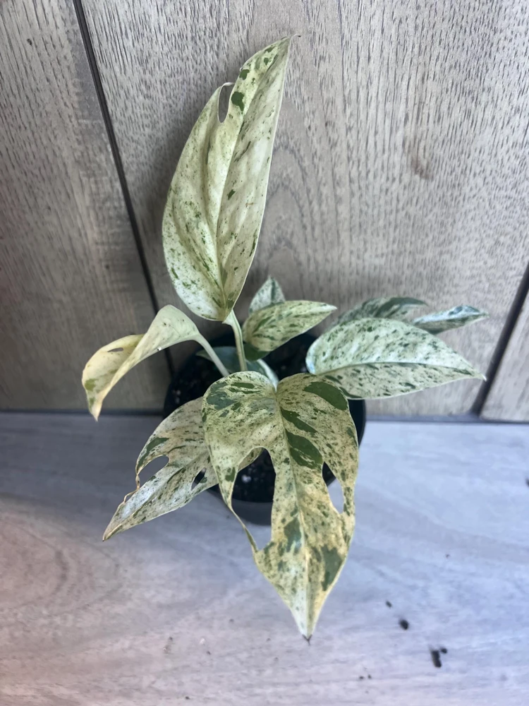 Epipremnum Pinnatum Marble Variegated Live Plant - 4 inch Pot Indoor - Cannot ship to CA - Image 1