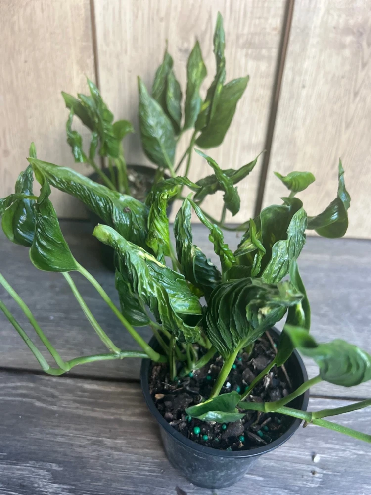 Epipremnum Shangri La Live Plant - 4 Inch Pot, Unique Wrinkled Leaves, Indoor - Cannot ship to CA - Image 2