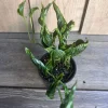 Epipremnum Shangri La Live Plant - 4 Inch Pot, Unique Wrinkled Leaves, Indoor - Cannot ship to CA - Image 1