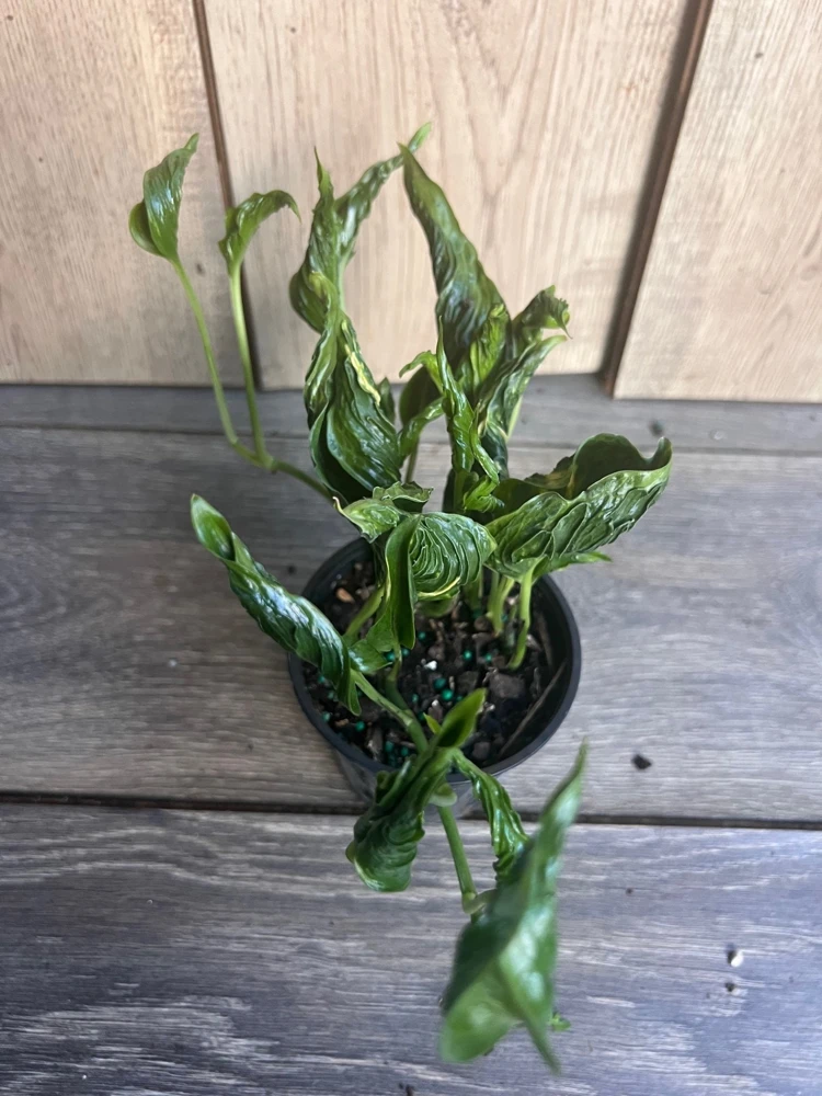 Epipremnum Shangri La Live Plant - 4 Inch Pot, Unique Wrinkled Leaves, Indoor - Cannot ship to CA - Image 1