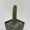 Eulychnia Castanea Spiralis Live Plant – Rare Spiral Cactus – 4 inch or 6 inch Pot – Indoor/Outdoor - Image 1