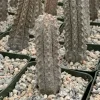 Euphorbia Abdelkuri Live Plant – Rare Gray Columnar Succulent – 4 Inch Pot – Indoor/Outdoor - Image 1