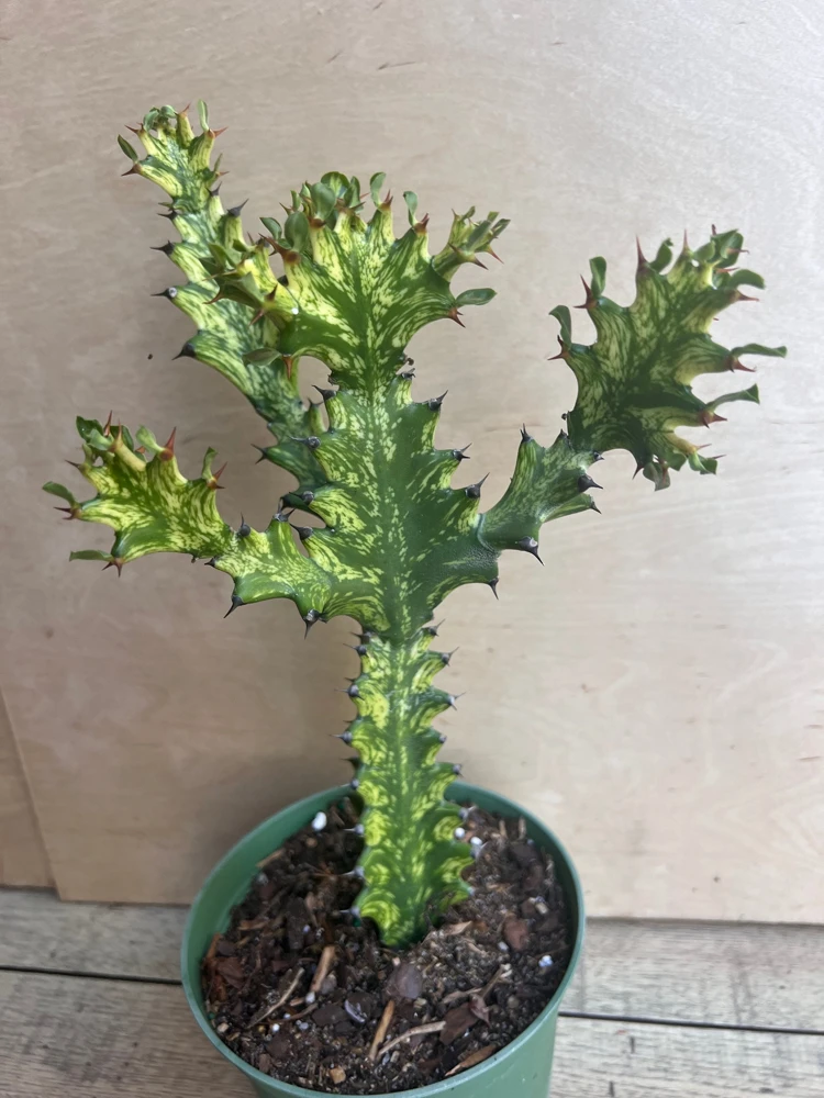Euphorbia Lactea Variegated Dragon Bone Live Plant – 6" Pot – Indoor Succulent - Cannot ship to CA - Image 2