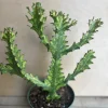 Euphorbia Lactea Variegated Dragon Bone Live Plant – 6" Pot – Indoor Succulent - Cannot ship to CA - Image 1