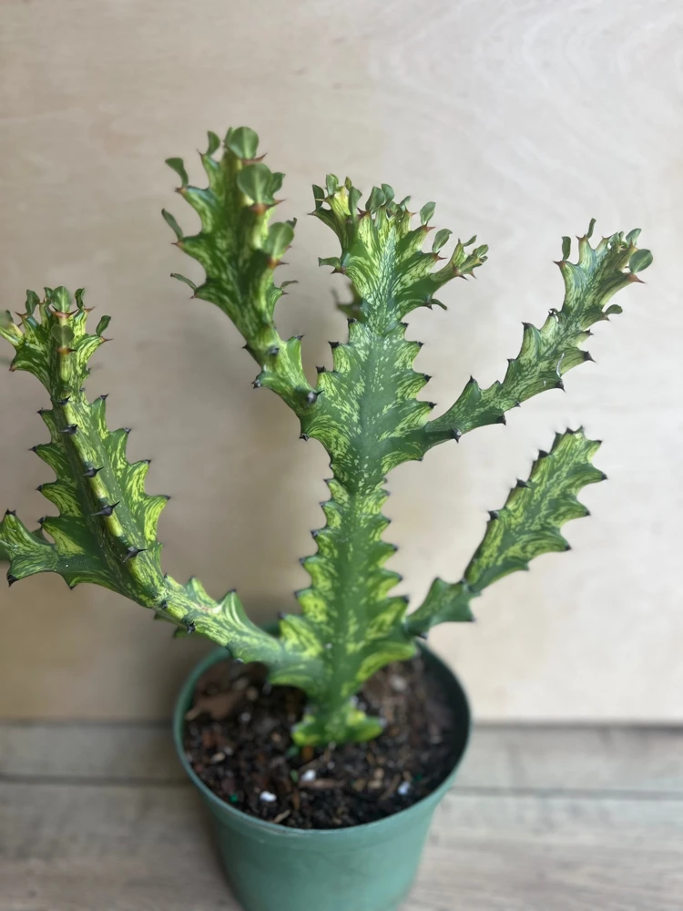 Euphorbia Lactea Variegated Dragon Bone Live Plant – 6" Pot – Indoor Succulent - Cannot ship to CA - Image 1