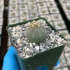 Euphorbia Obesa Live Plant – Baseball Plant Rare Succulent – 4 Inch Pot - Image 1