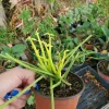 Euphorbia Tirucalli Live Plant – Pencil Cactus Succulent – 7-10" Tall Potted - Image 1