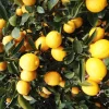 Eureka Lemon Live Plant, 1/2 Gallon Pot, Year-Round Fruit, Evergreen Citrus Tree - Cannot ship to CA - Image 1