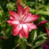 Exotic Dancer Christmas Cactus Live Plant – 3'' Pot Starter – Indoor Houseplant - Image 1