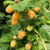 Fall Gold Raspberry Live Plant - Rubus idaeus - 2-5 Inch Tall Golden Berry Bush for Orchard - Image 1
