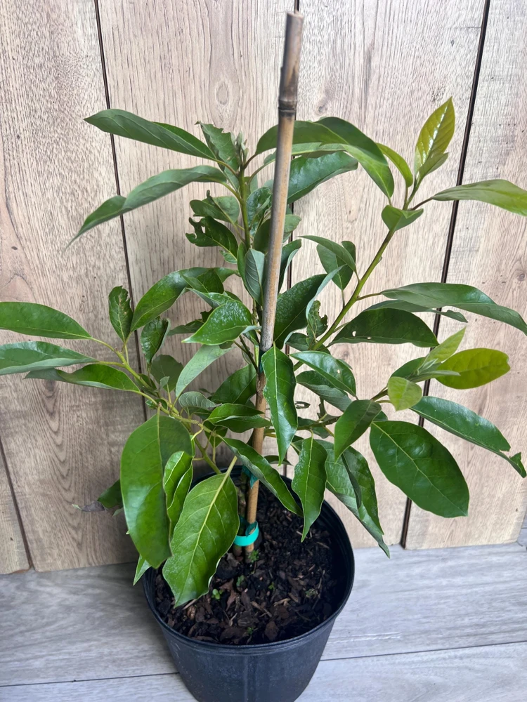 Fantastic Avocado Tree Live Plant – Grafted, Cold-Hardy, 3 Gallon Pot - Cannot ship to CA - Image 2