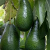 Fantastic Avocado Tree Live Plant – Grafted, Cold-Hardy, 3 Gallon Pot - Cannot ship to CA - Image 1