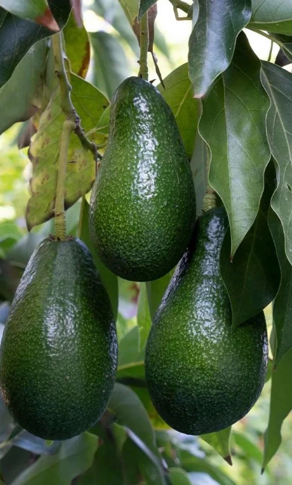 Fantastic Avocado Tree Live Plant – Grafted, Cold-Hardy, 3 Gallon Pot - Cannot ship to CA - Image 1