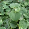 Felted Peperomia in 4" pot | Peperomia Incana | Live Plant - Image 1