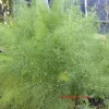 Fennel Green Live Plant - 4in Tall Herb, Bee & Butterfly Host Plant - Image 1