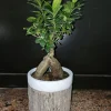 Ficus Microcarpa Bonsai Live Plant 12" Tall in 6" Pot - Indoor/Outdoor Chinese Banyan - Image 1