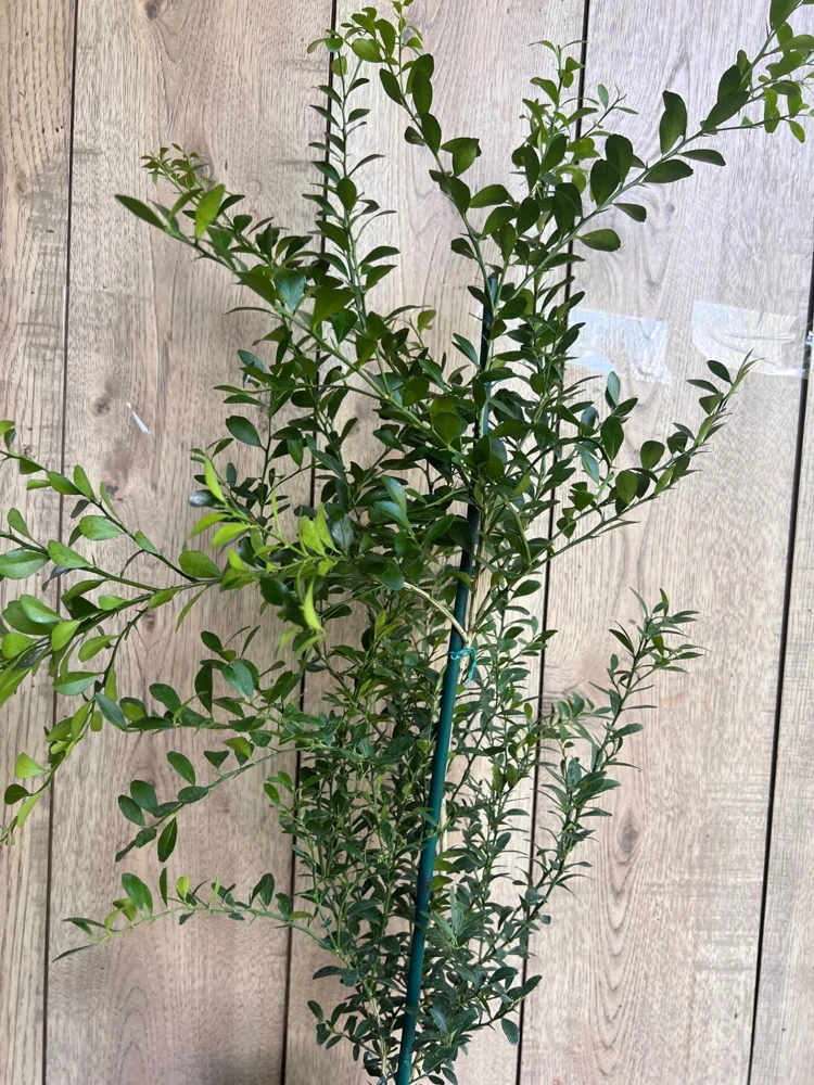 Finger Lime Tree Live Plant - 1/2 Gallon Pot - Microcitrus australasica - Cannot ship to CA - Image 2