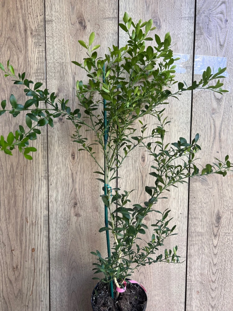Finger Lime Tree Live Plant - 1/2 Gallon Pot - Microcitrus australasica - Cannot ship to CA - Image 3