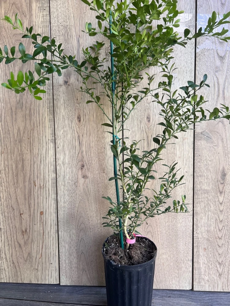Finger Lime Tree Live Plant - 1/2 Gallon Pot - Microcitrus australasica - Cannot ship to CA - Image 4