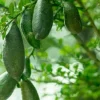 Finger Lime Tree Live Plant - 1/2 Gallon Pot - Microcitrus australasica - Cannot ship to CA - Image 1