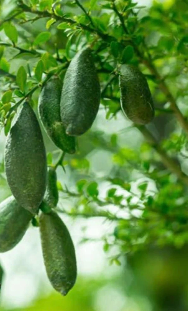 Finger Lime Tree Live Plant - 1/2 Gallon Pot - Microcitrus australasica - Cannot ship to CA - Image 1