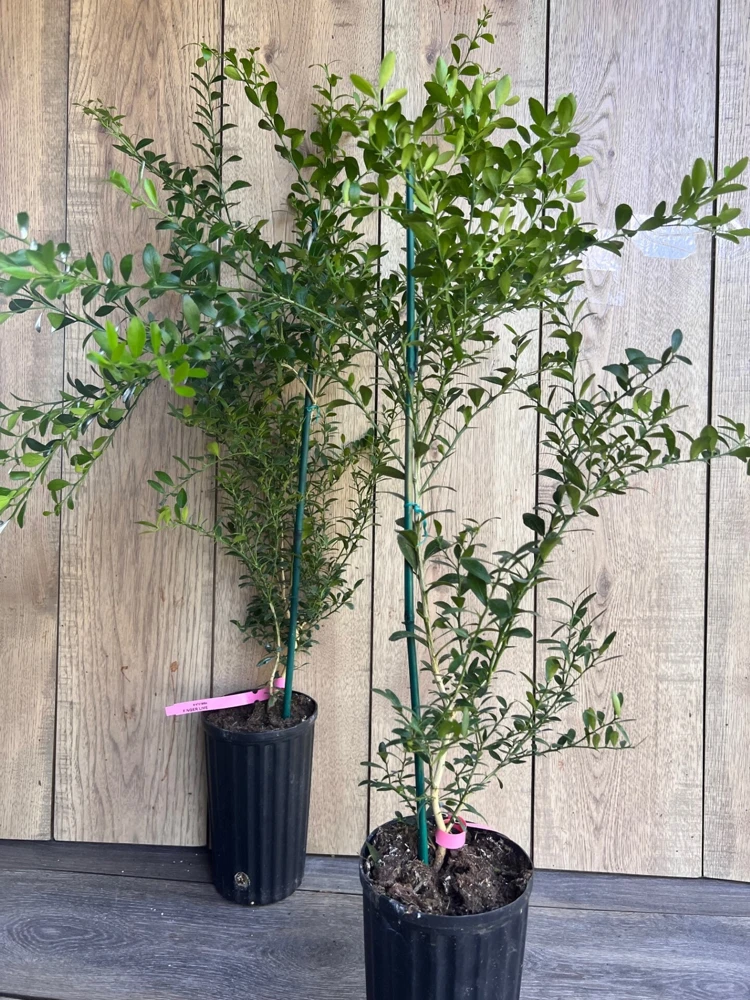 Finger Lime Tree Live Plant - 1/2 Gallon Pot - Microcitrus australasica - Cannot ship to CA - Image 5