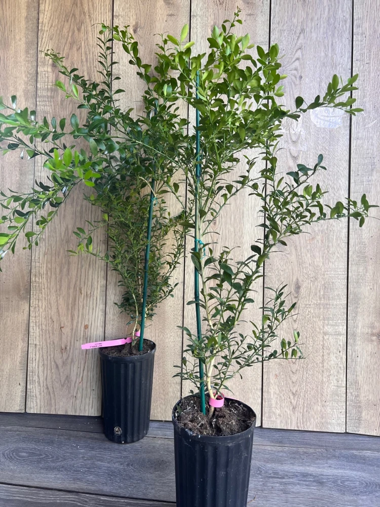 Finger Lime Tree Live Plant - 1/2 Gallon Pot - Microcitrus australasica - Cannot ship to CA - Image 6