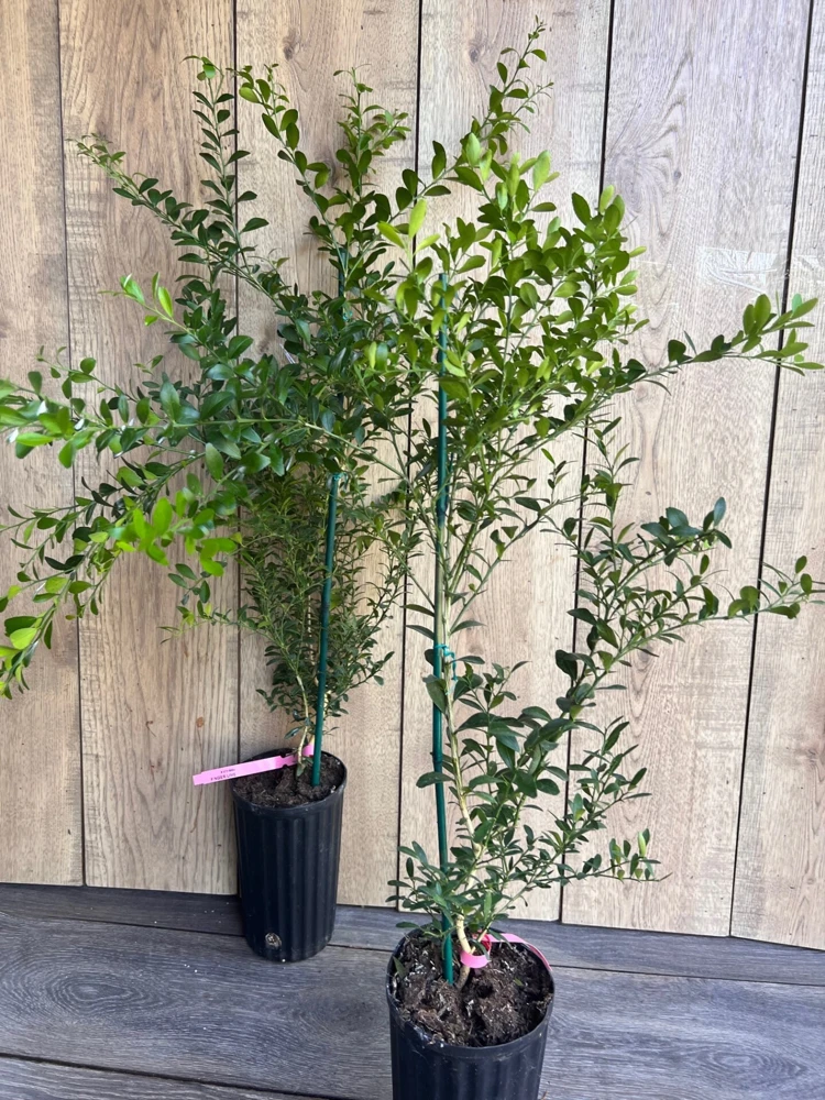 Finger Lime Tree Live Plant - 1/2 Gallon Pot - Microcitrus australasica - Cannot ship to CA - Image 7